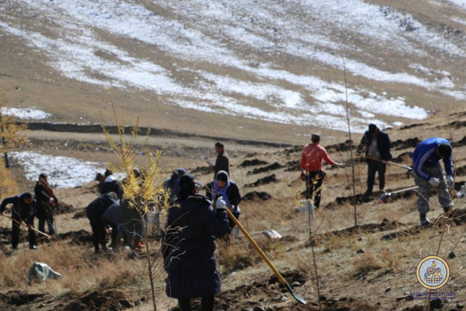 “Мод тарих үндэсний өдөр”-ийн хүрээнд Баянзүрх дүүргийн ИТХ ын албан хаагчид 200 шинс мод тарилаа